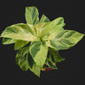 Calathea lietzei 'Yellow Fusion'
