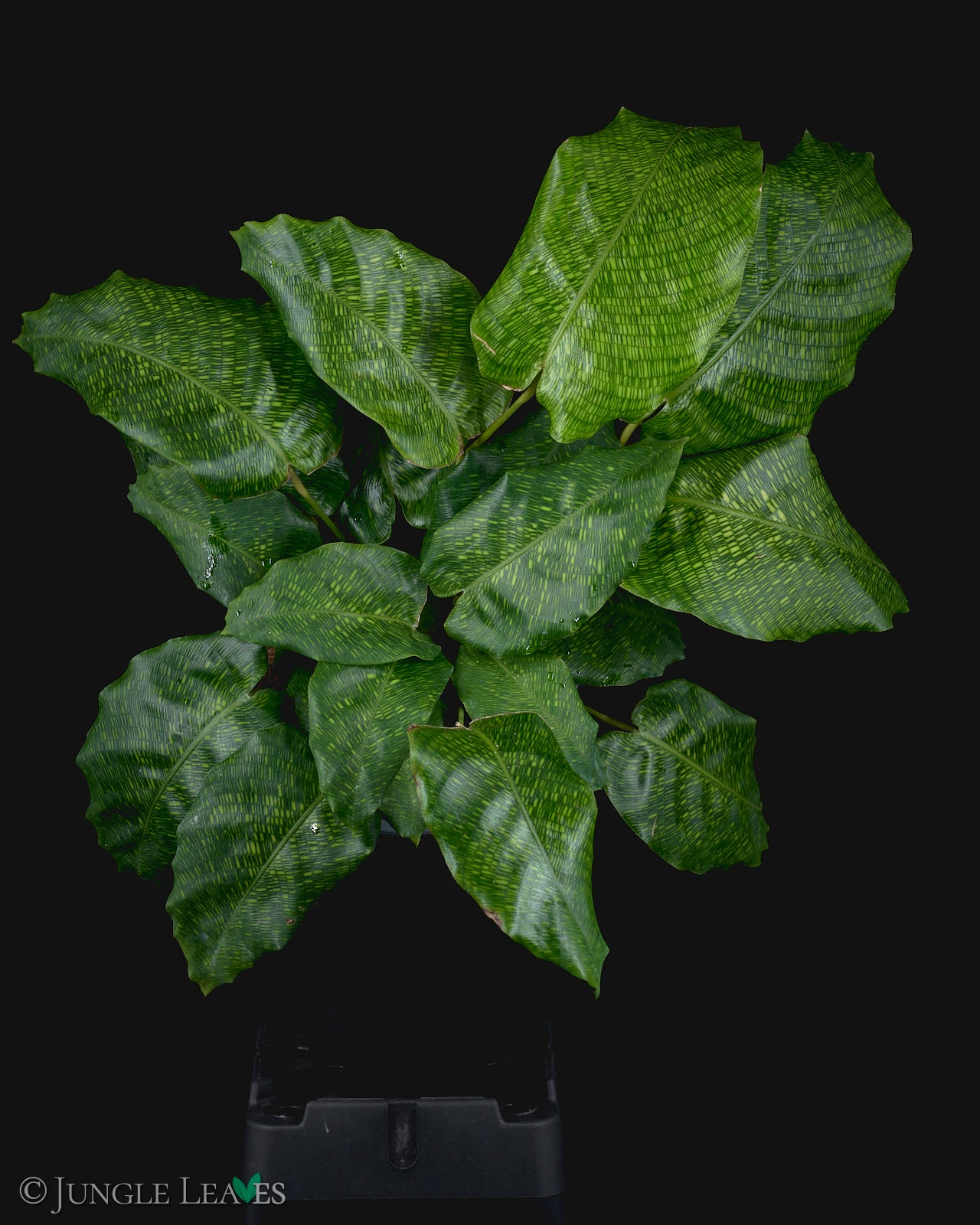 Calathea musaica 'Network' – Jungle Leaves