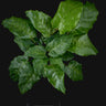 Calathea musaica 'Network'