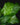 Calathea musaica 'Network'