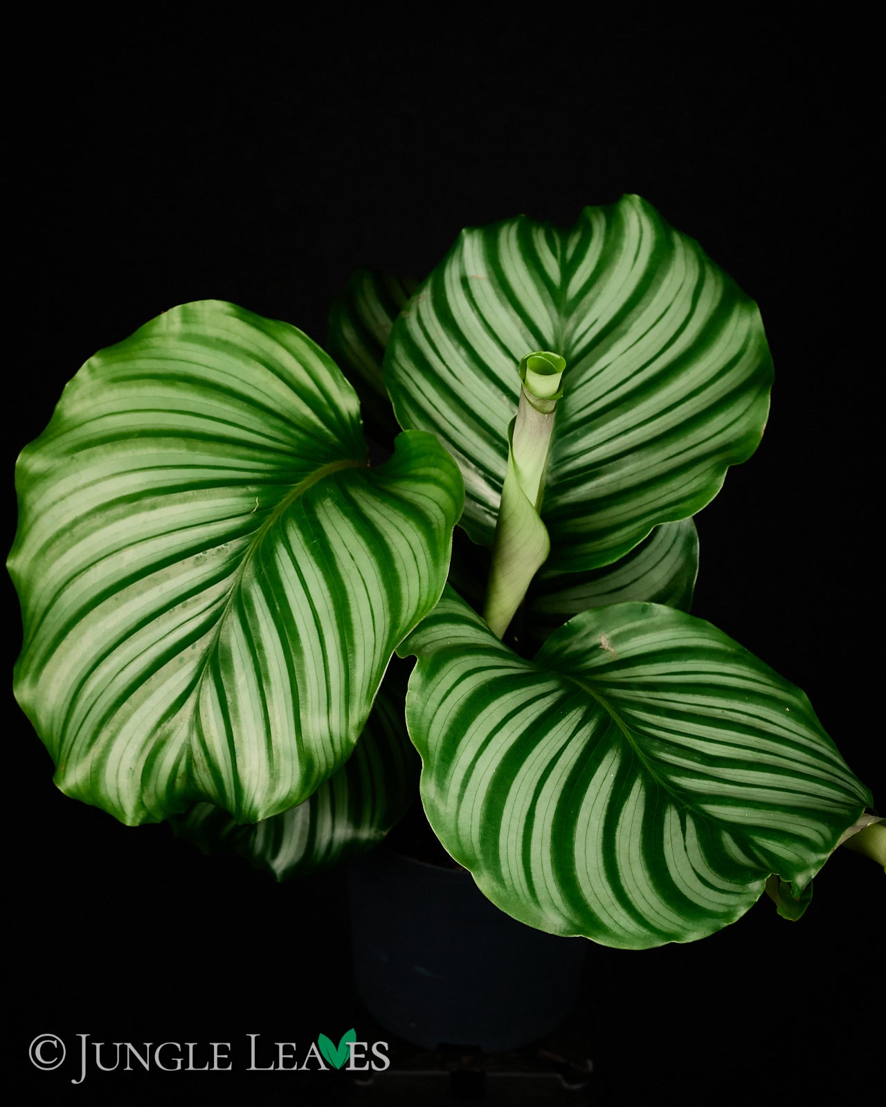 efeutute trebie Scindapsus pictus trebie (Gefleckte Efeutute) kaufen