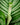 Calathea orbifolia
