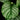Calathea orbifolia