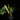Calathea orbifolia