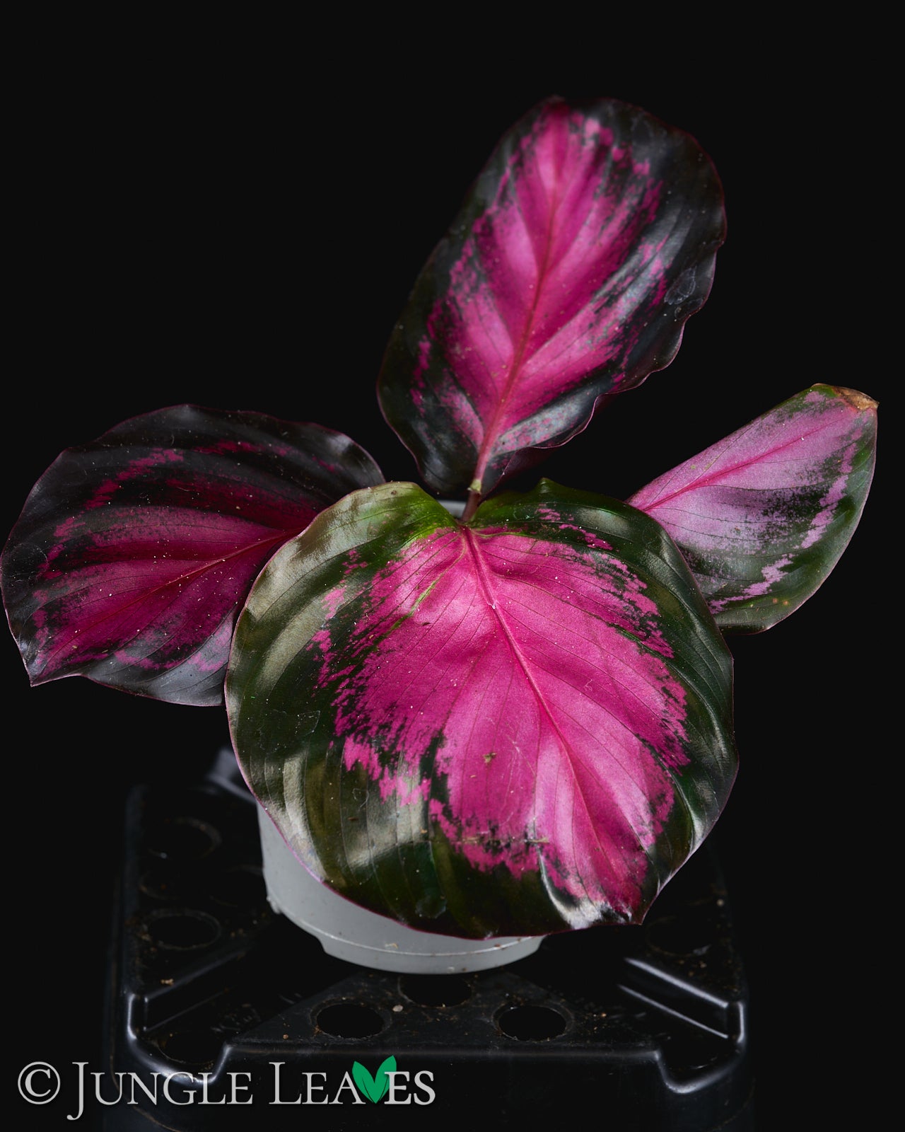 calathea rose crimson Calathea roseopicta 'Crimson' / 'Rosy' €5.99