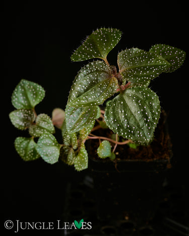 Calvoa orientalis (Syn. sessiliflora)
