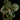 Calvoa orientalis (Syn. sessiliflora)