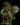 Calvoa orientalis (Syn. sessiliflora)
