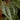 Calvoa orientalis (Syn. sessiliflora)