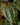 Calvoa orientalis (Syn. sessiliflora)