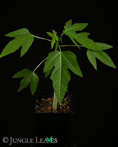 Carica papaya 'Pusa Nanha' - 'Pusa Dwarf'