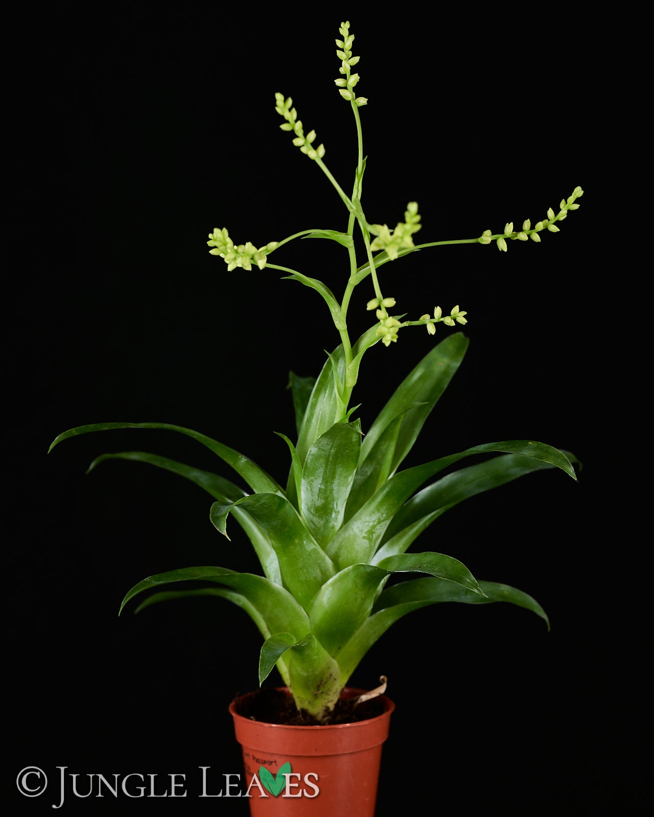 Catopsis morreniana giant form 食虫植物 Catopsis morreniana €4.99 - Jungle Leaves