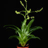Catopsis morreniana