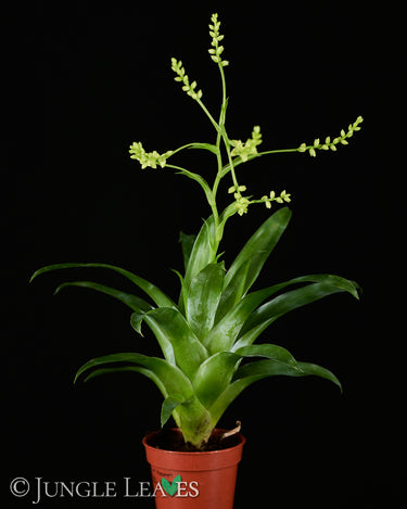 Catopsis morreniana
