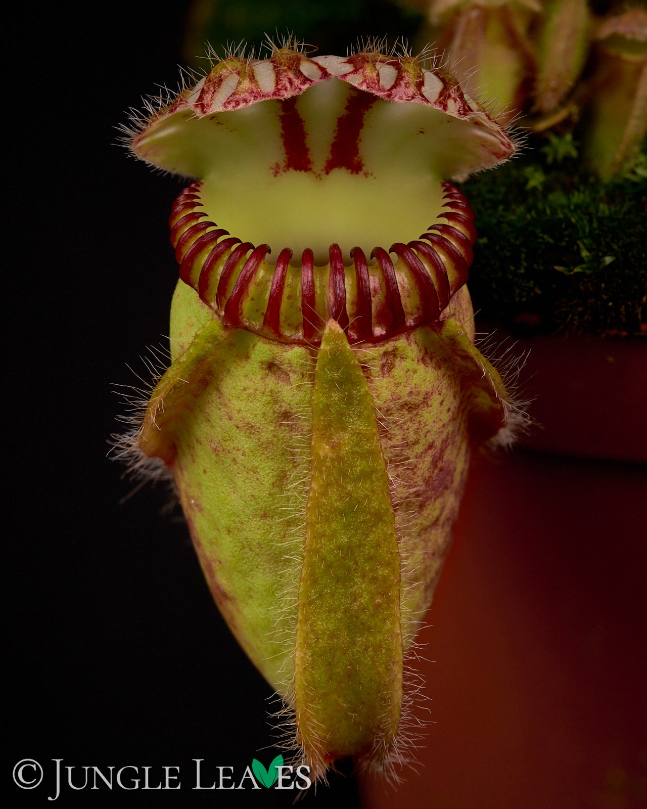 Cephalotus follicularis (dwarf pitcher) – Jungle Leaves
