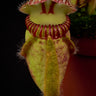 Cephalotus follicularis