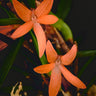 Ceratostylis retisquama