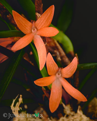 Ceratostylis retisquama