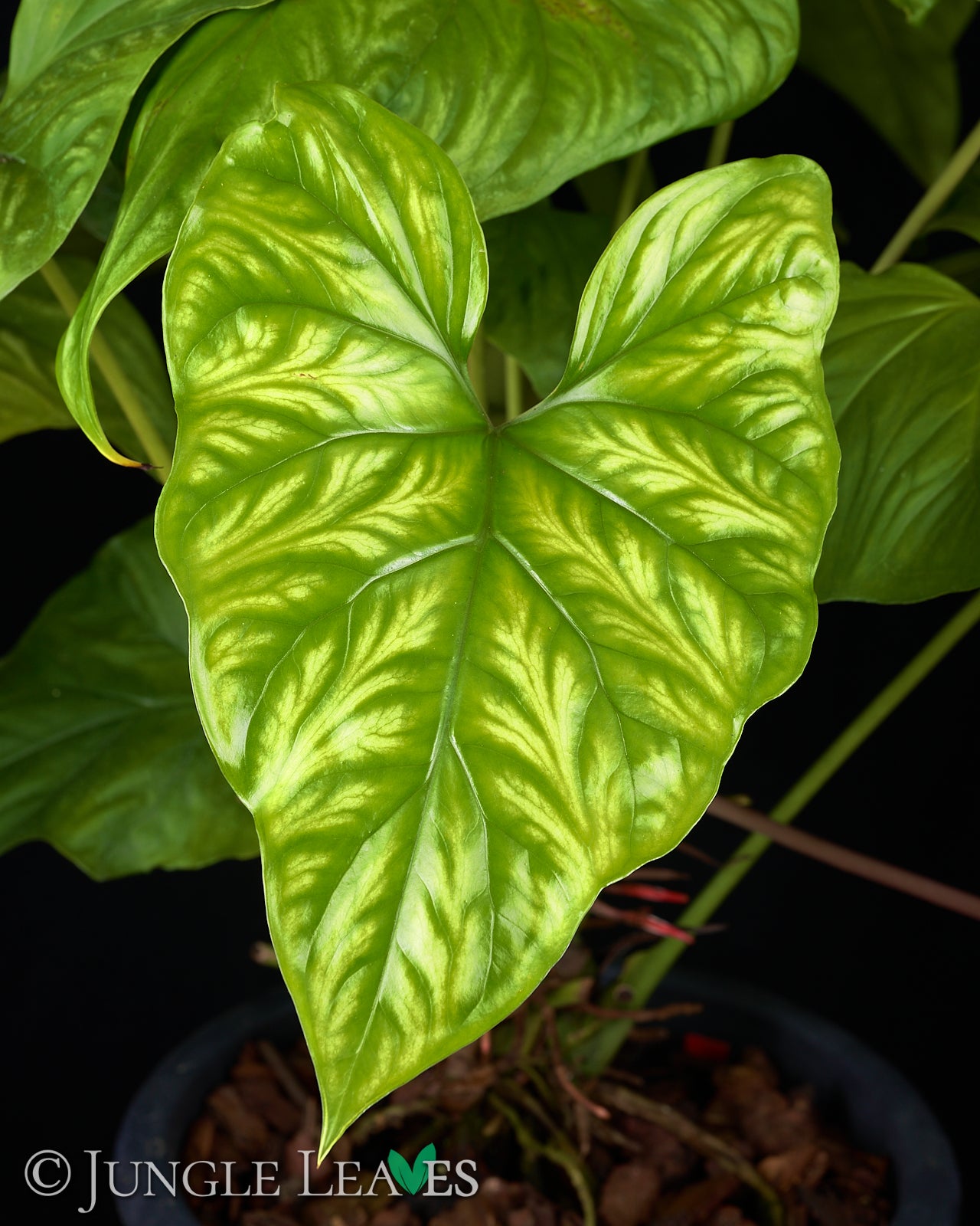 is cercestis mirabilis a philodendron Cercestis mirabilis €29.99