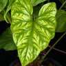 Cercestis mirabilis