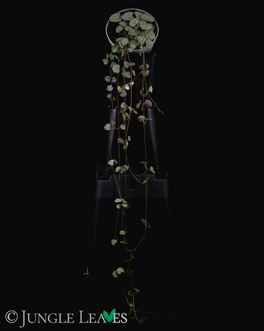 Ceropegia woodii