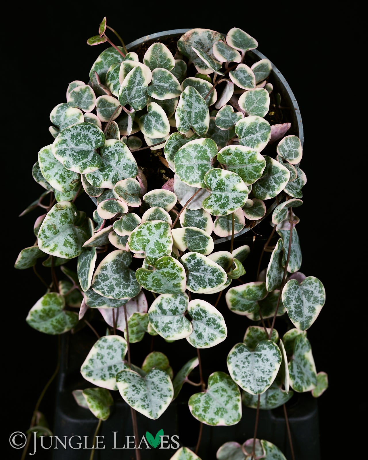 ceropegia woodii variegata pflege Ceropegia woodii 'Variegata' (VSOH) – Jungle Leaves