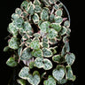 Ceropegia woodii 'Variegata'