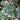 Ceropegia woodii 'Variegata'