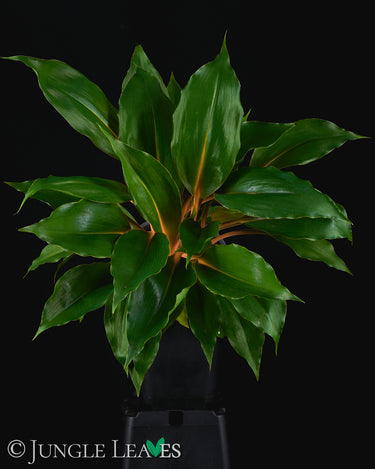 Chlorophytum orchidastrum