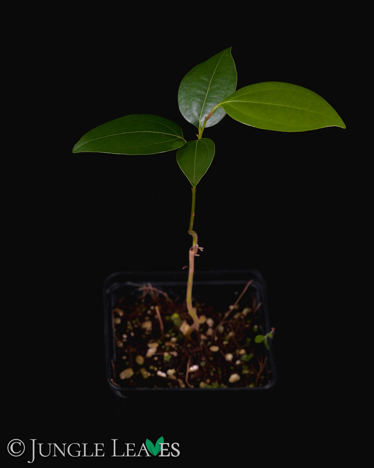 Cinnamomum verum (Echter Zimtbaum) – Jungle Leaves