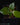 Cinnamomum verum