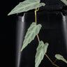 Cissus amazonica