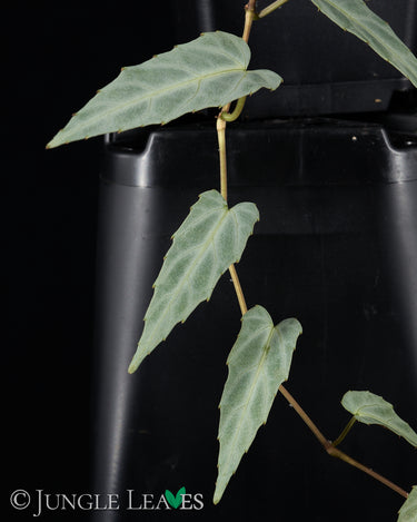 Cissus amazonica
