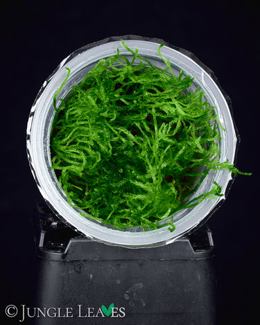 Climacium japonicum in Vitro