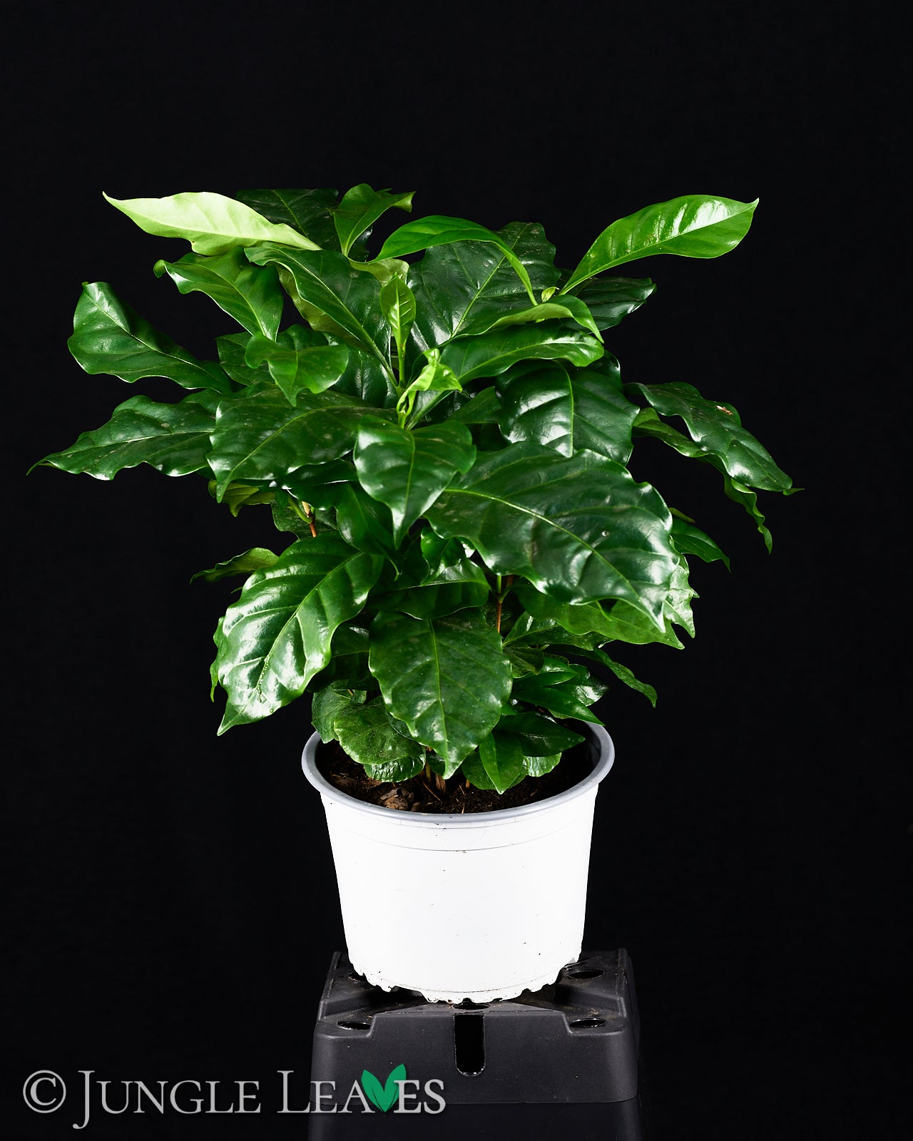 Coffea arabica (Kaffeepflanze) – Jungle Leaves