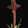 Columnea schiedeana