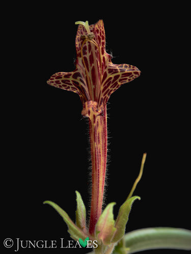 Columnea schiedeana