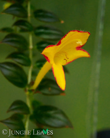 Columnea x banksii 'Carnival'