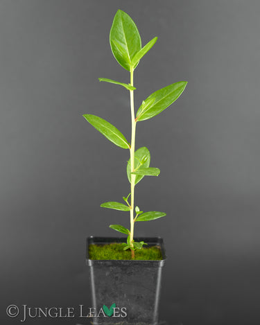 Conocarpus erectus