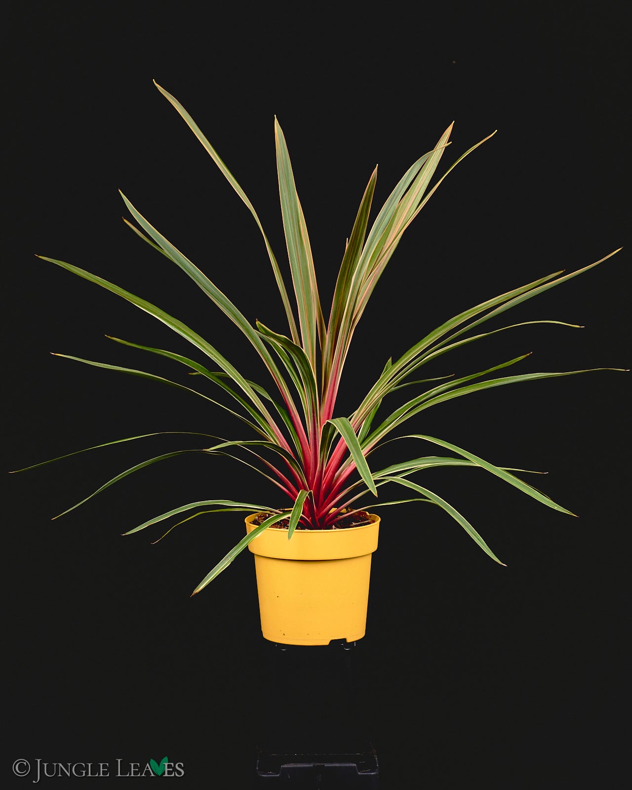 Cordyline australis 'Magic Star' (Pinke Keulenlilie) – Jungle Leaves