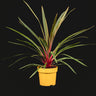 Cordyline australis 'Magic Star'