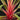 Cordyline australis 'Magic Star'