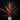Cordyline australis ‘Red Star’
