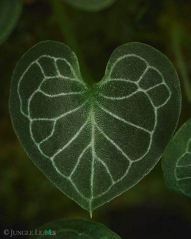 Corybas geminigibbus