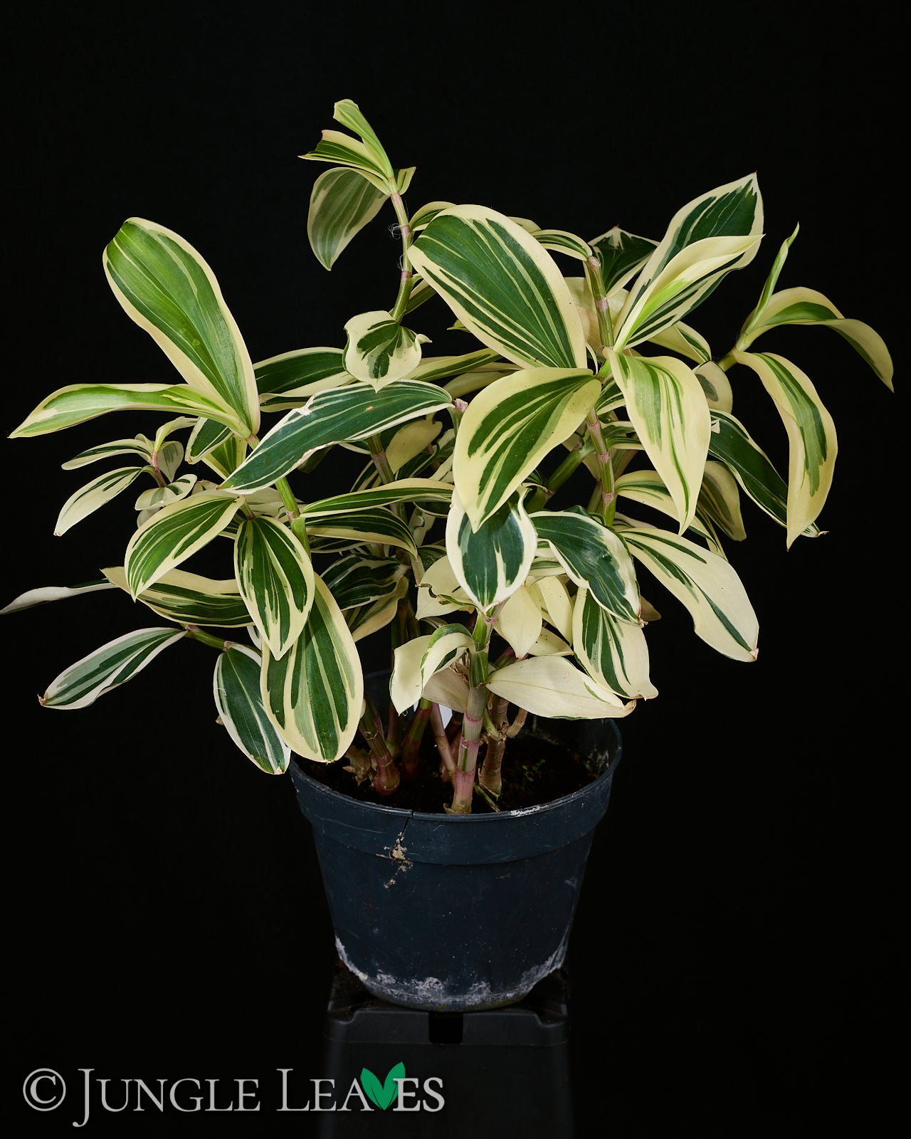 costus arabicus variegata Costus arabicus 'Variegata' (Spiral Ginger) €14.99 to €18.99