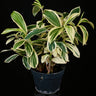 Costus arabicus 'Variegata'