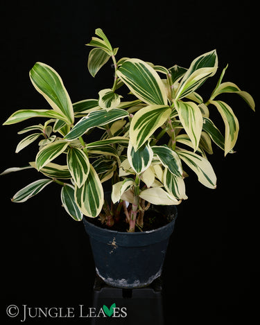 Costus arabicus 'Variegata'