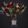 Costus erythrophyllus