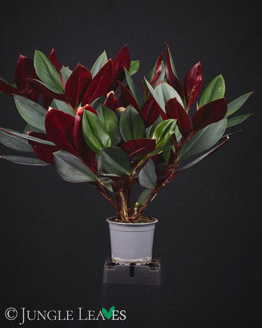 Costus erythrophyllus