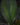 Costus erythrophyllus